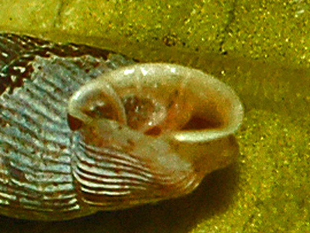 Clausilia bidentata crenulata sotto una corteccia